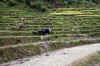 Nepal-Manalu1 060 copy.jpg (72952 octets)